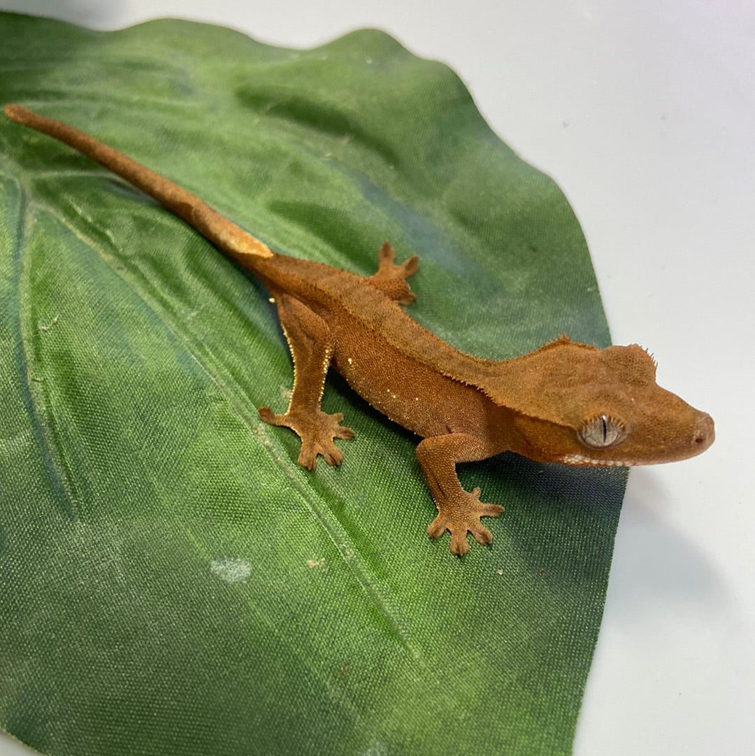 Red Phantom w/ Tiny Portholes Crested Gecko #FD02