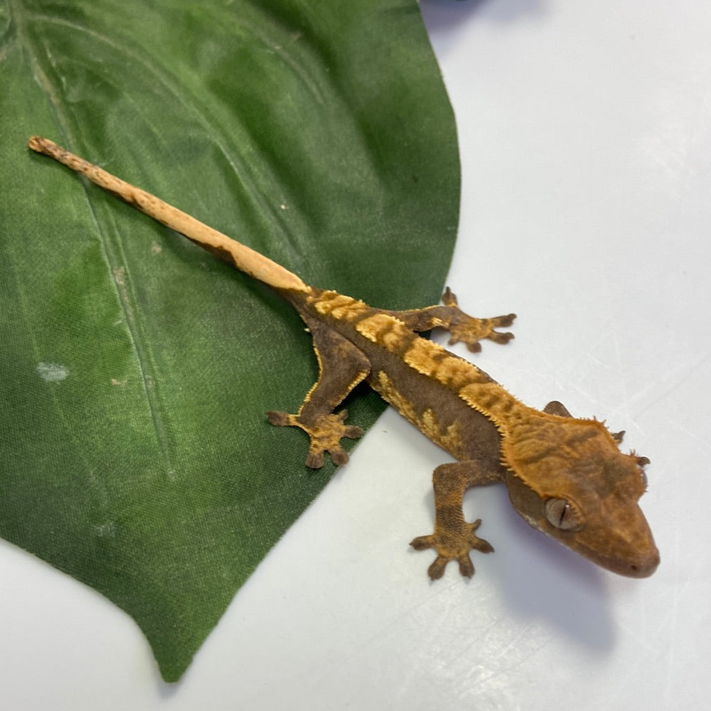 Tri Color Harlequin Crested Gecko- #CGG207