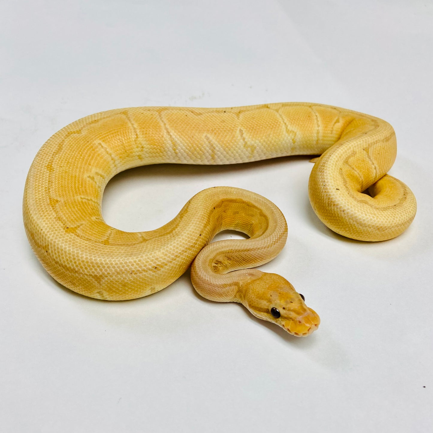 Banana Lori Pinstripe Ball Python - Female #2022F01