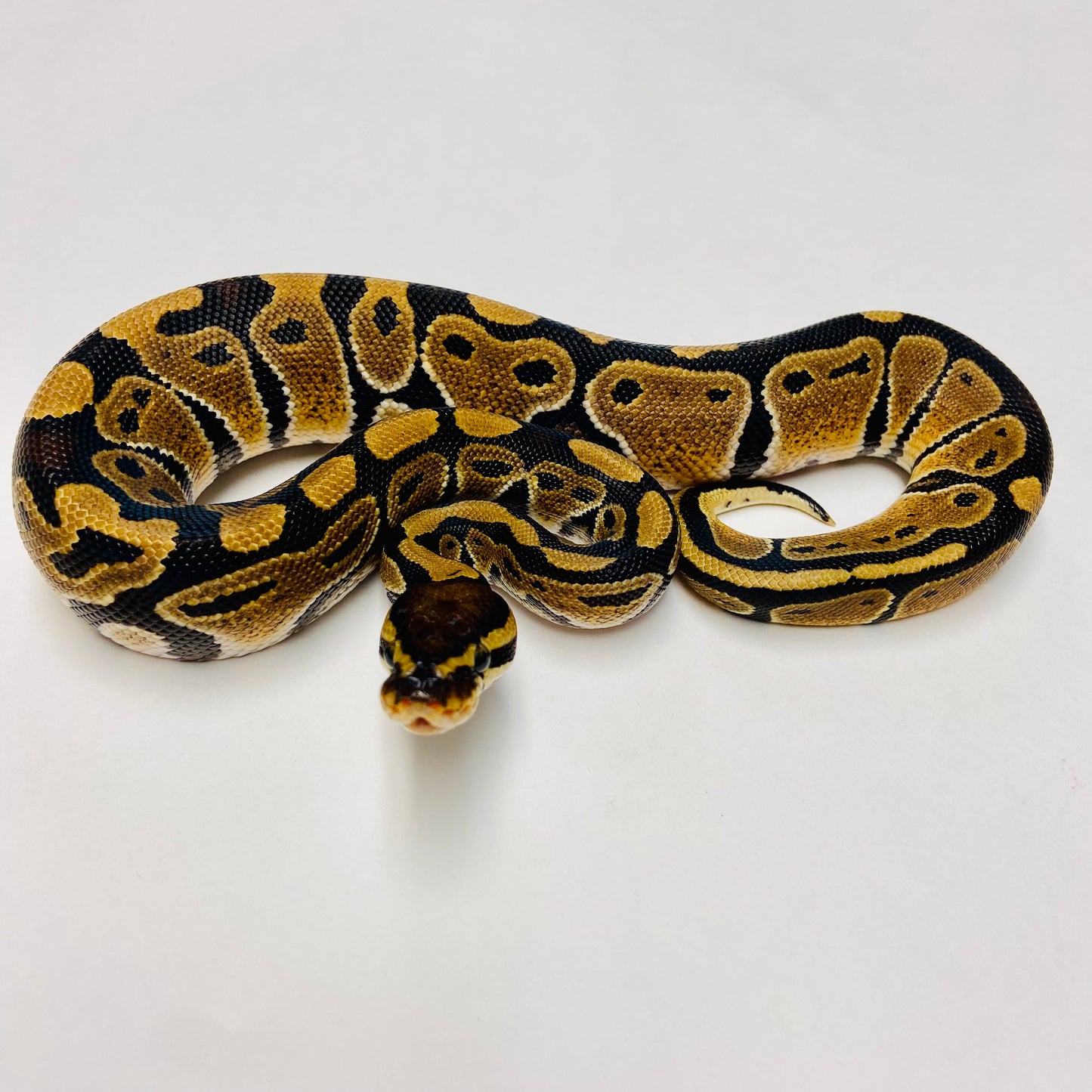 Dbl Het Albino Clown Ball Python- Male #2023M01