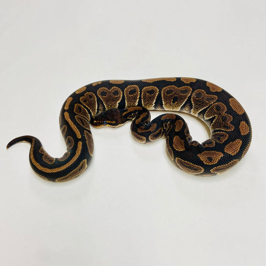 Mahogany Ball Python- Female #2023F04