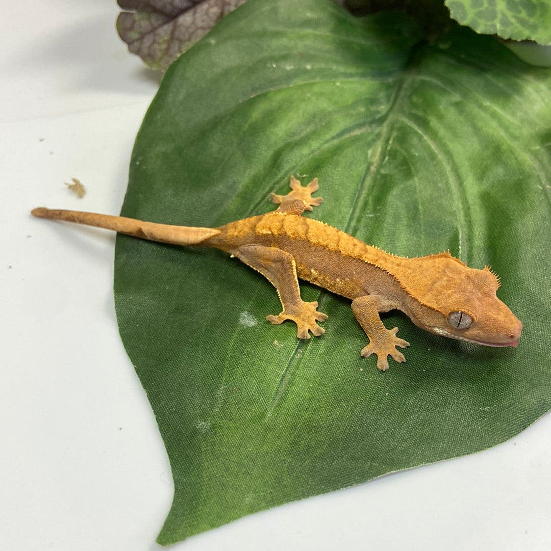 Red Tri Color Crested Gecko #FD01