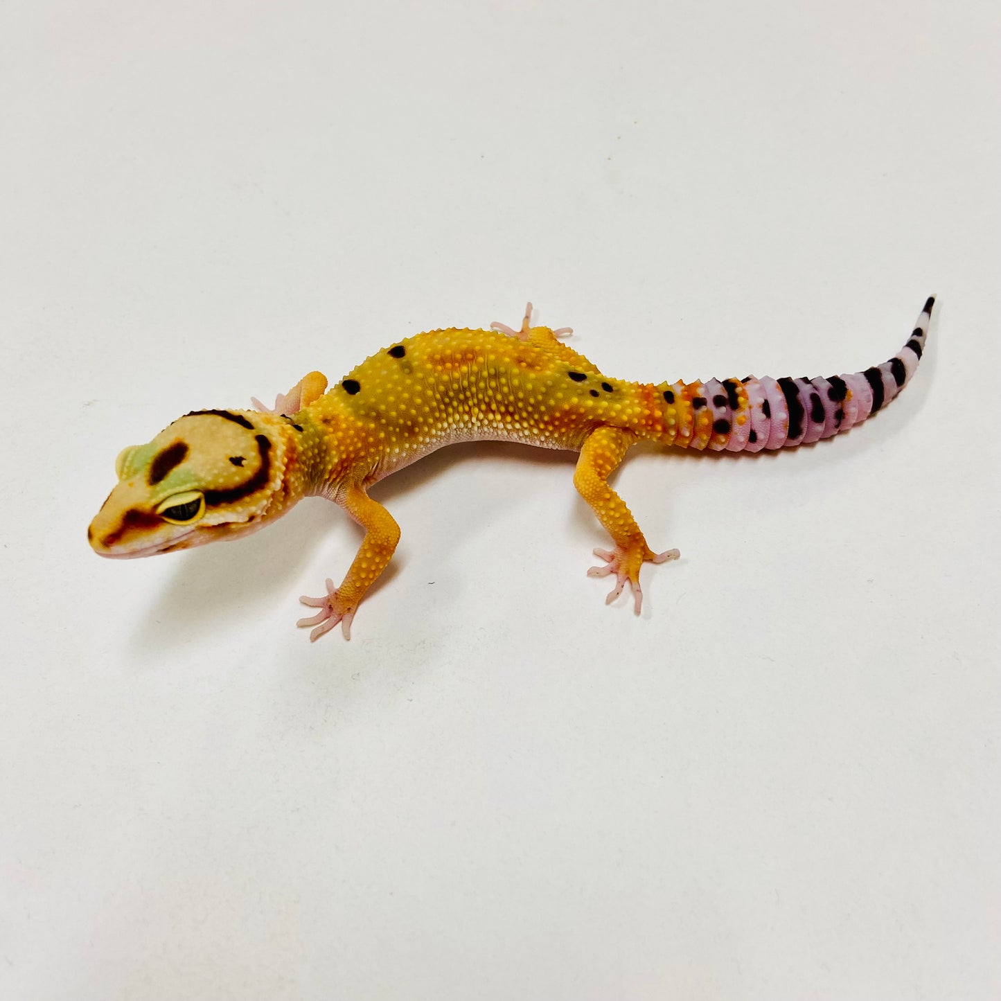 Citrine Leopard Gecko Female F-C9-72423-1