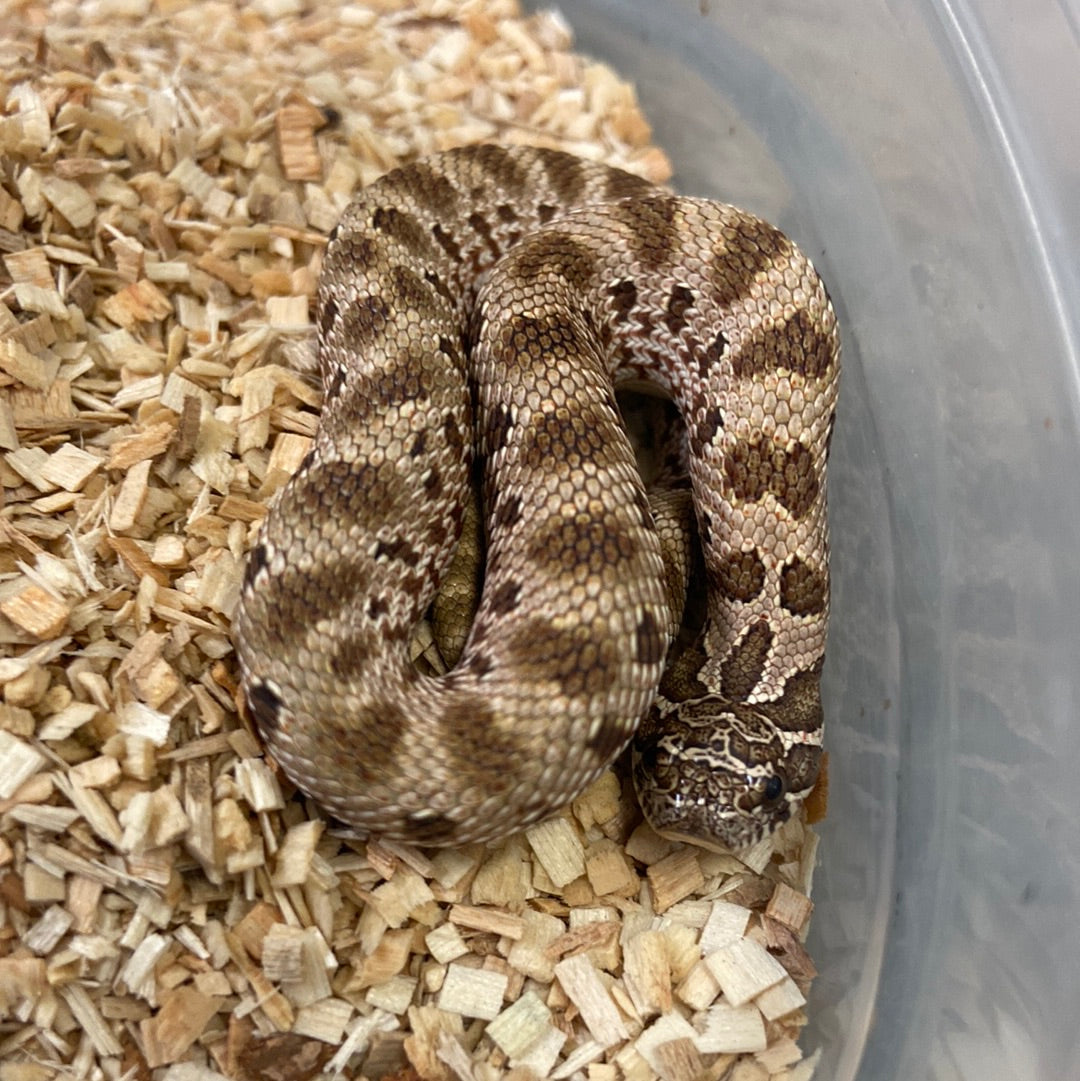 Anaconda Het Albino Pos Het Snow Western Hognose #2023F04