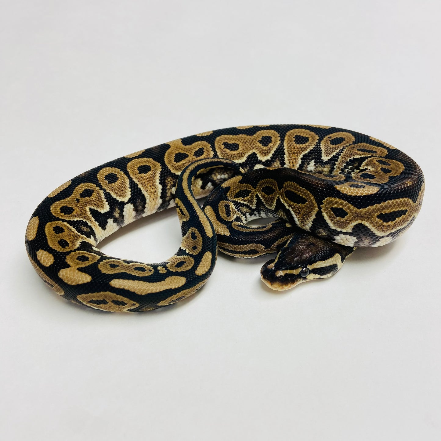 Lori Ball Python- Female #2023F02