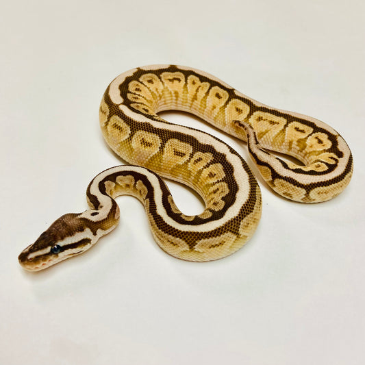 Black Pastel Lesser Ball Python- Male #2023M01