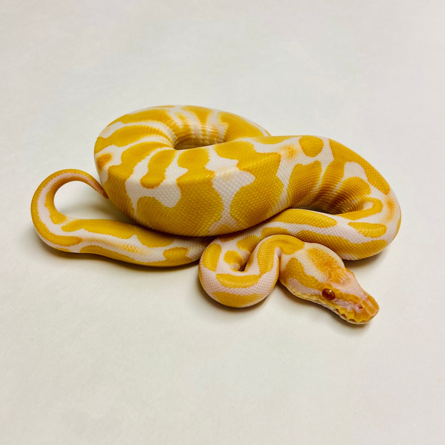 Albino Het Clown Ball Python- Female #2023F03