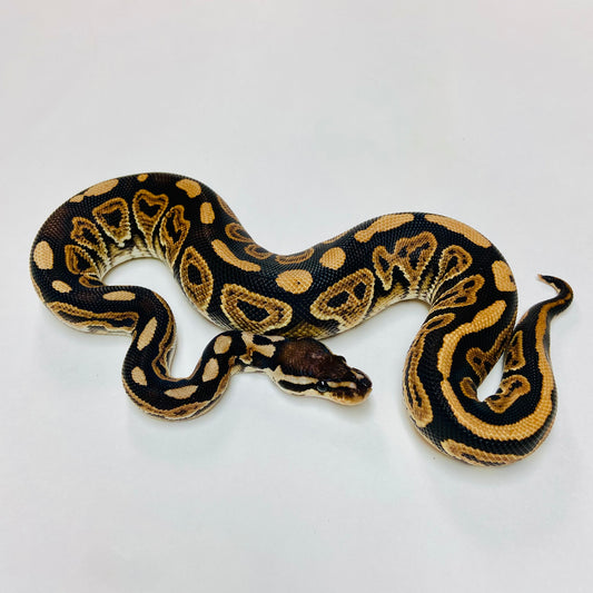 Black Pastel Ball Python- Male #2023M04