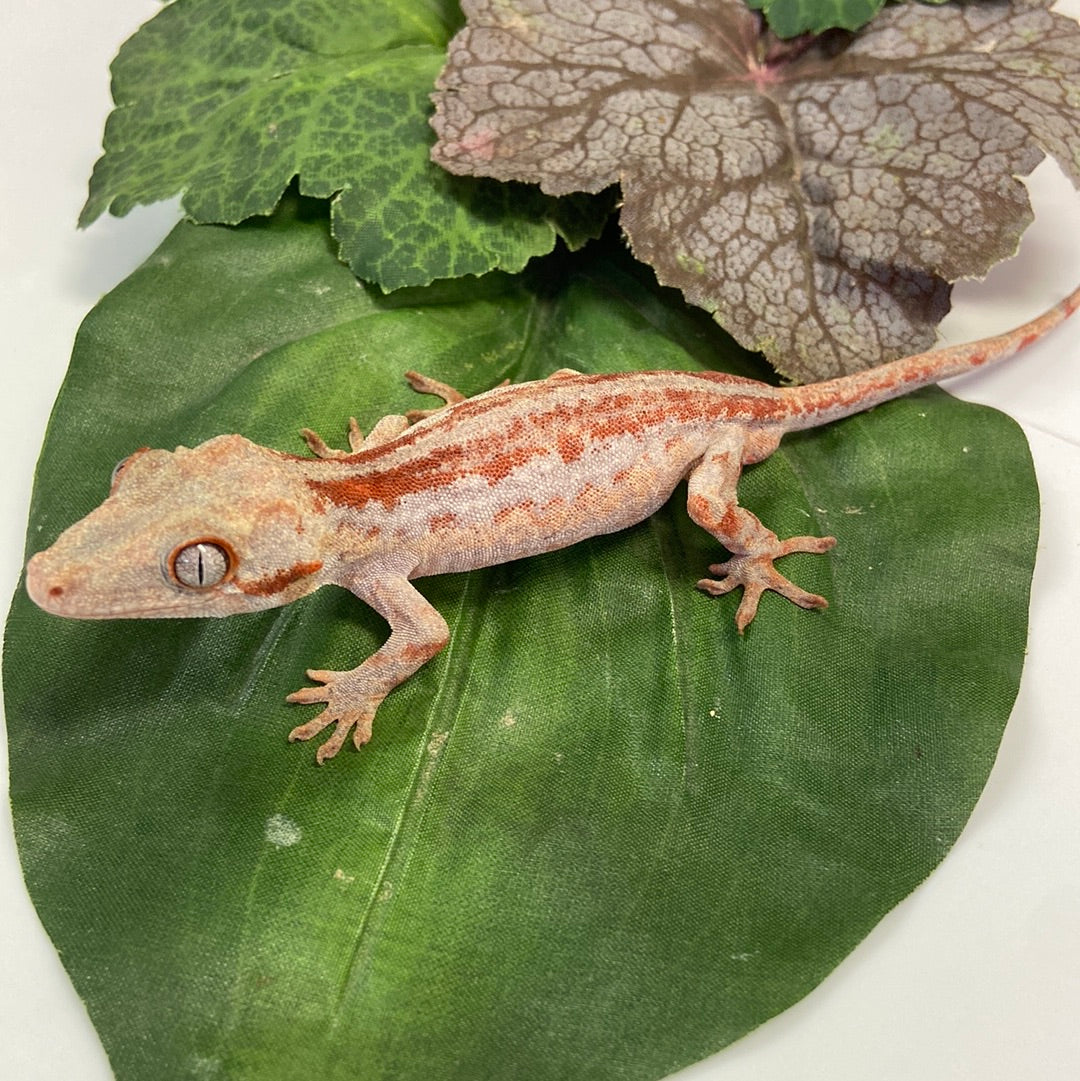 Aberrant Red/Orange Super Stripe W/ Red Spectales Gargoyle Gecko - Male #RB01