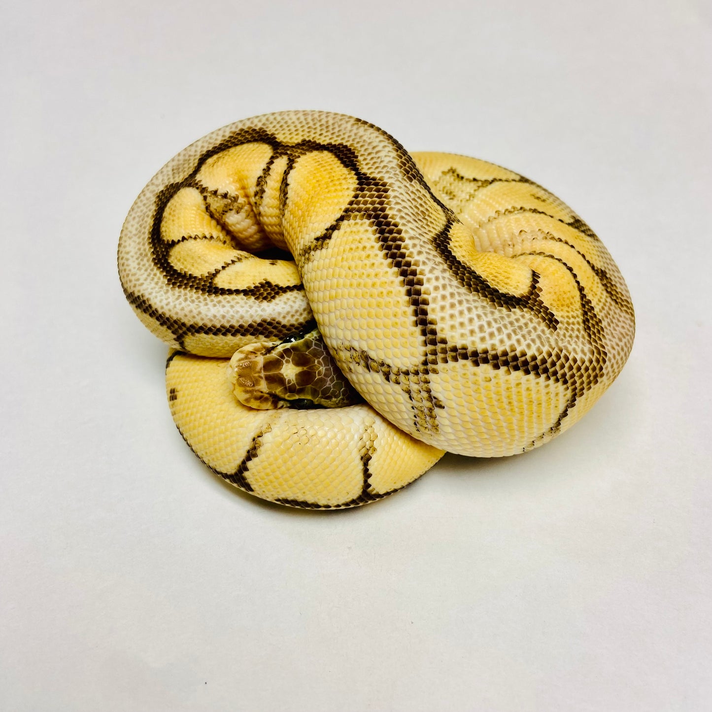 Spider Pastave Orange Dream Ball Python- Female #2023F02
