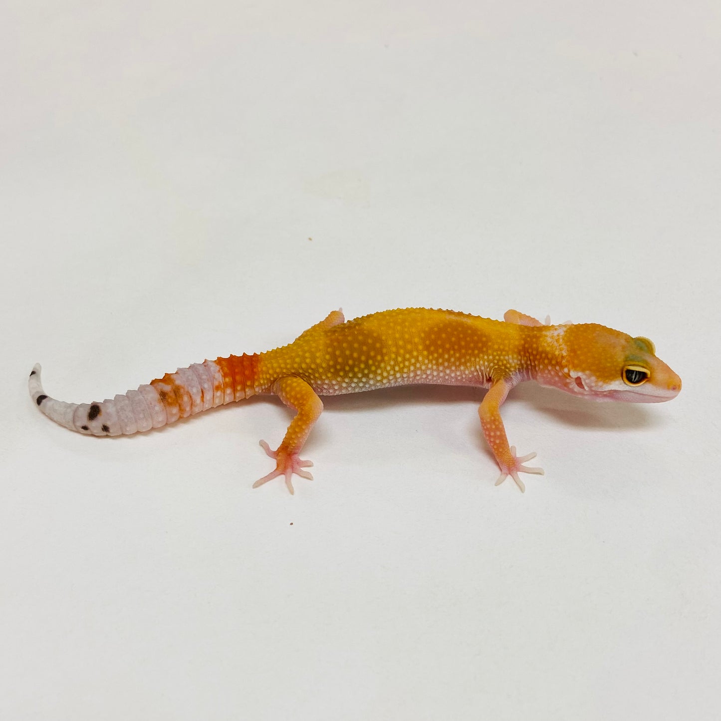 Super Hypo Tangerine Carrot Tail Baldy W/Y Leopard Gecko Pos Female #D-C10-61223-2