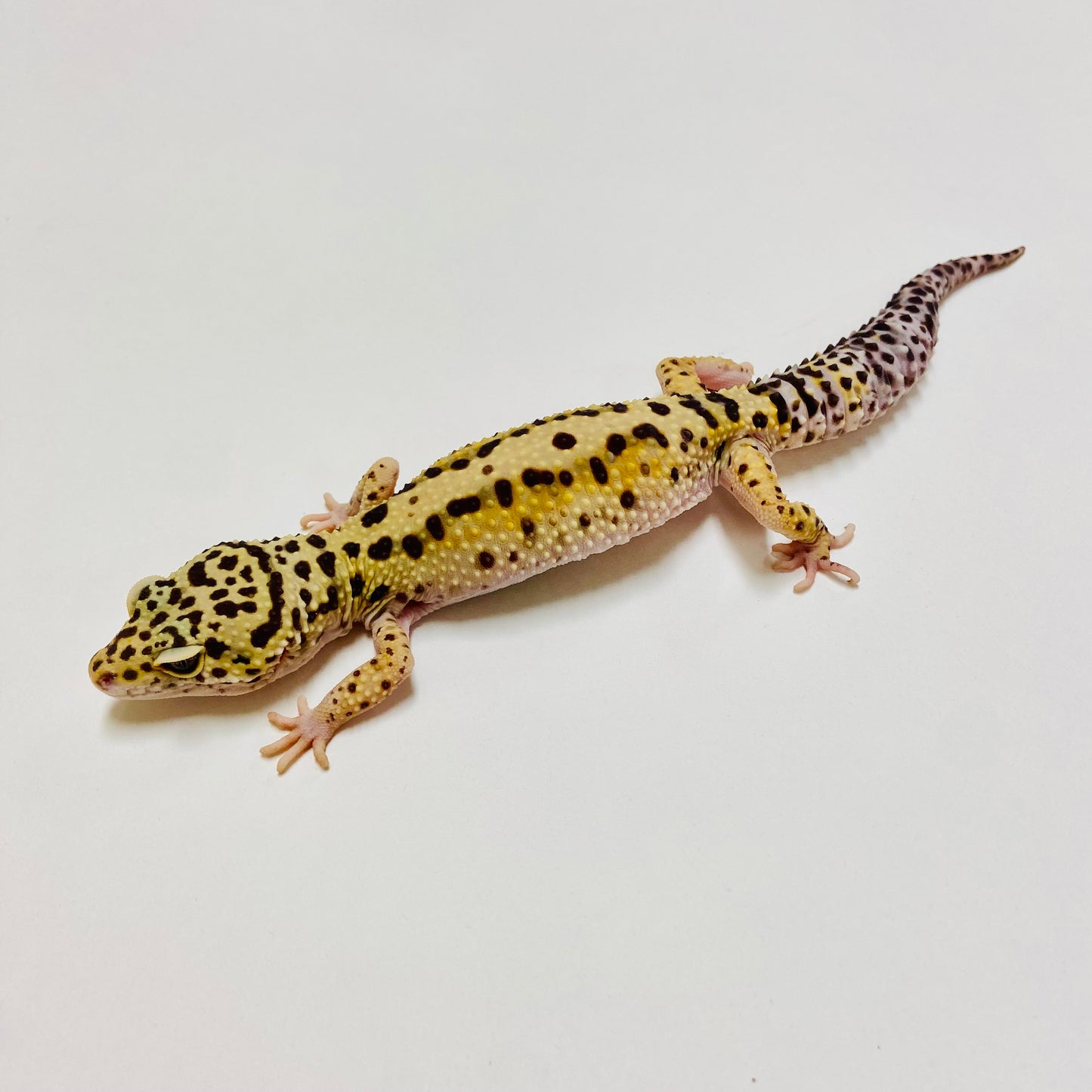Mack Snow Stripe Leopard Gecko Female E-L5-70621-1