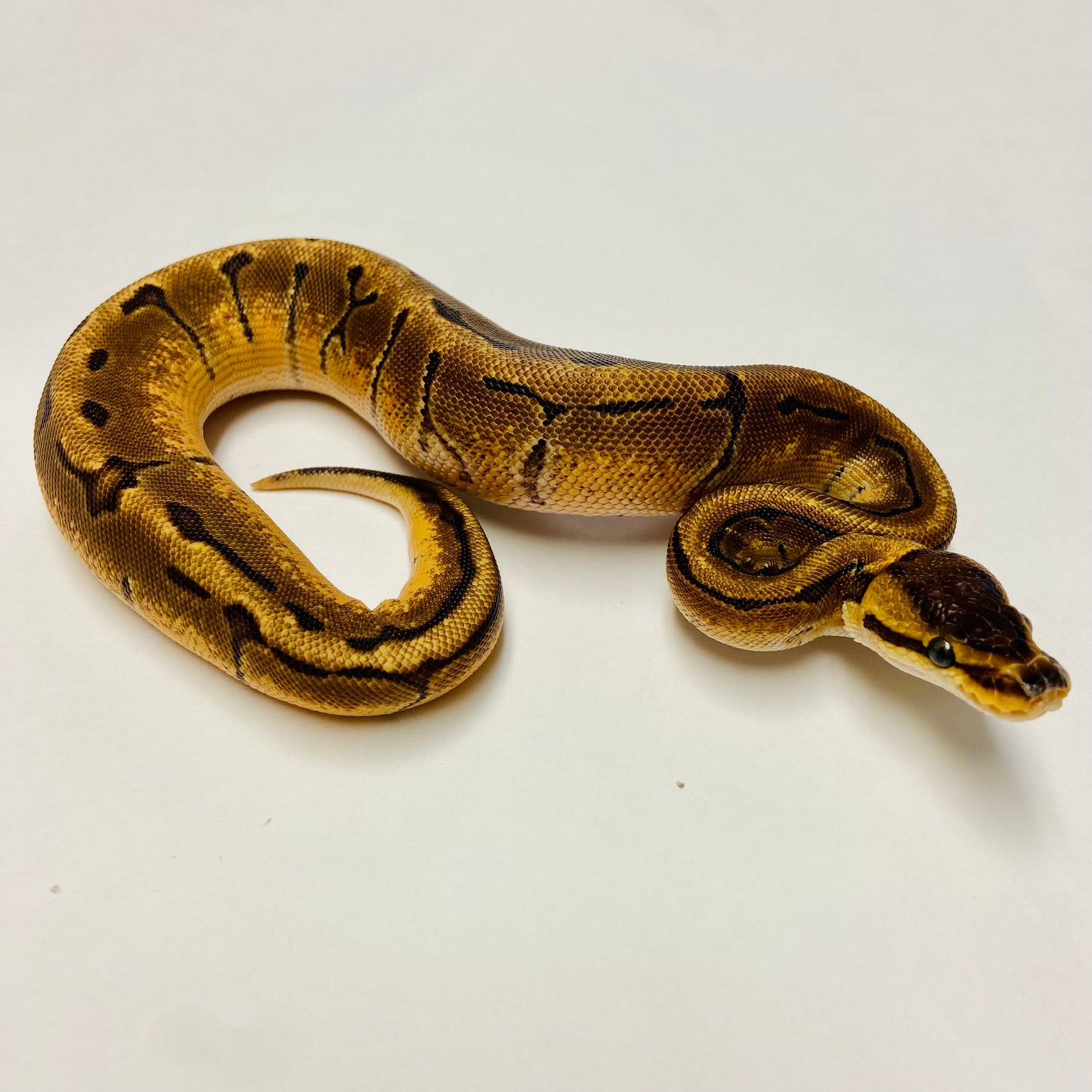 Enchi Pinstripe Ball Python- Female #2023F01
