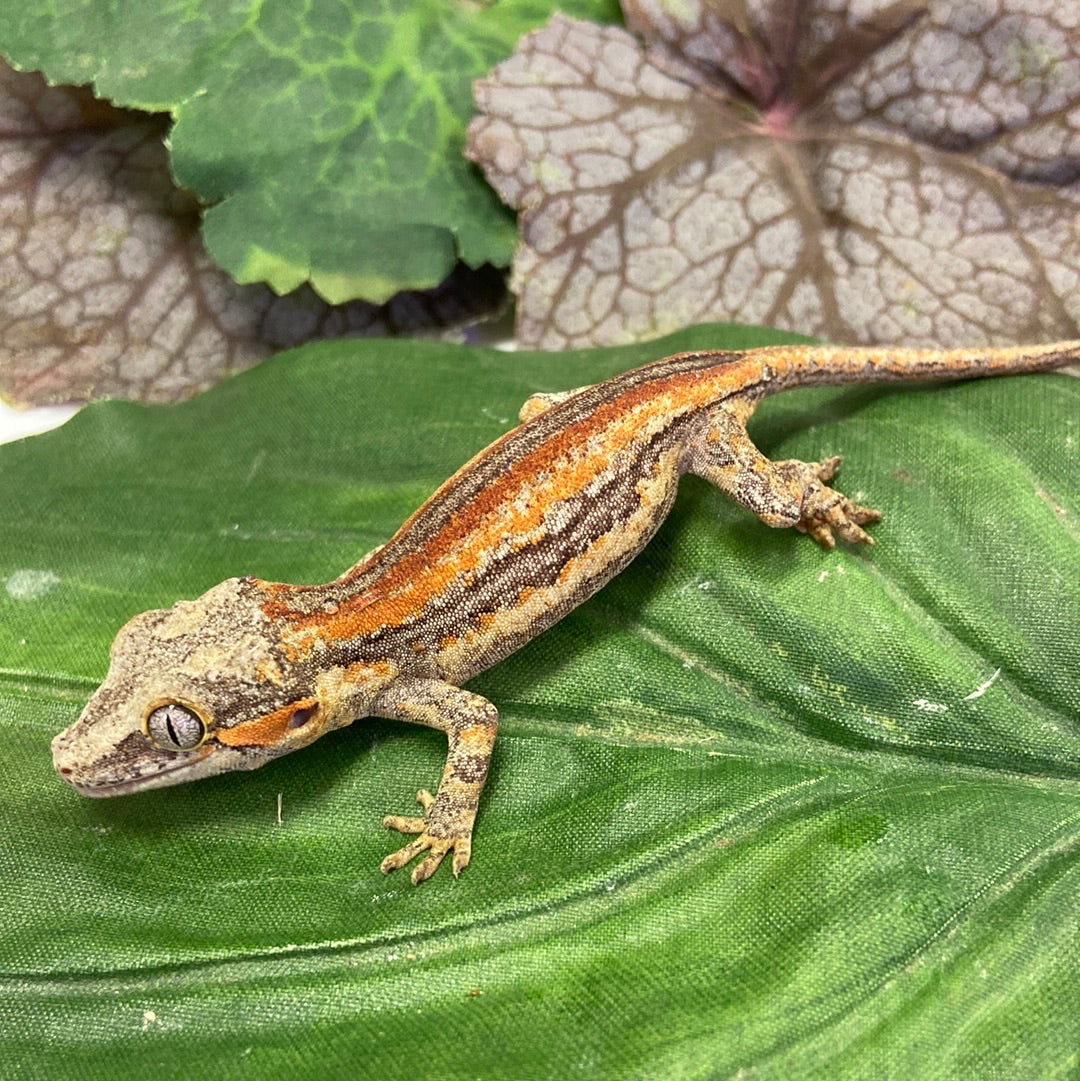 Red/Orange Stripe Gargoyle Gecko Pos Male #JP01