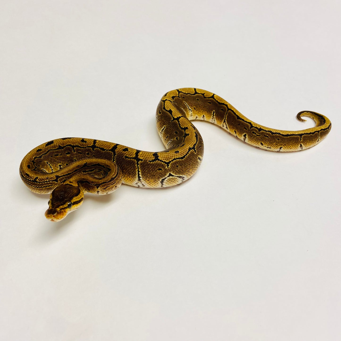 Pinstripe Ball Python- Female #2023F01