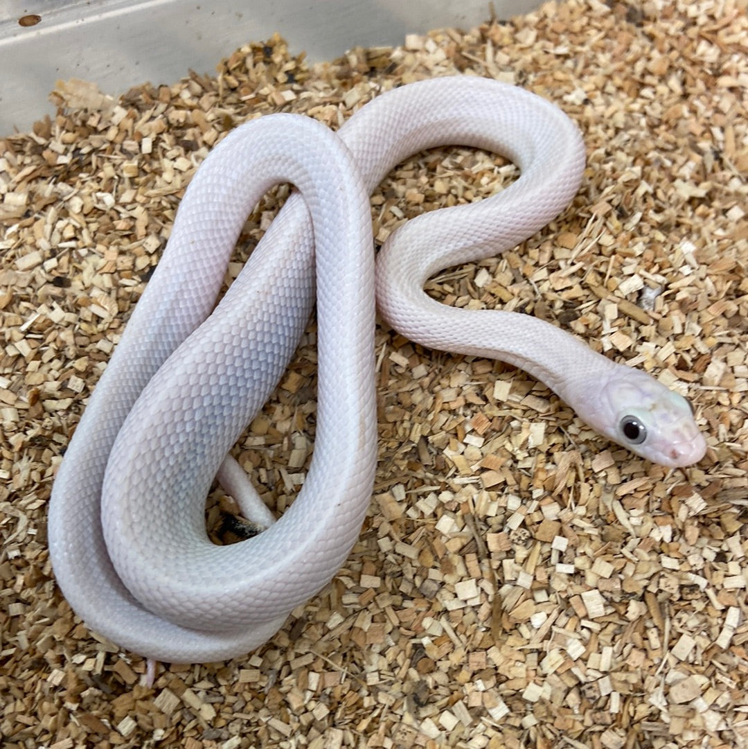 Leucistic Texas Rat Snake 2023