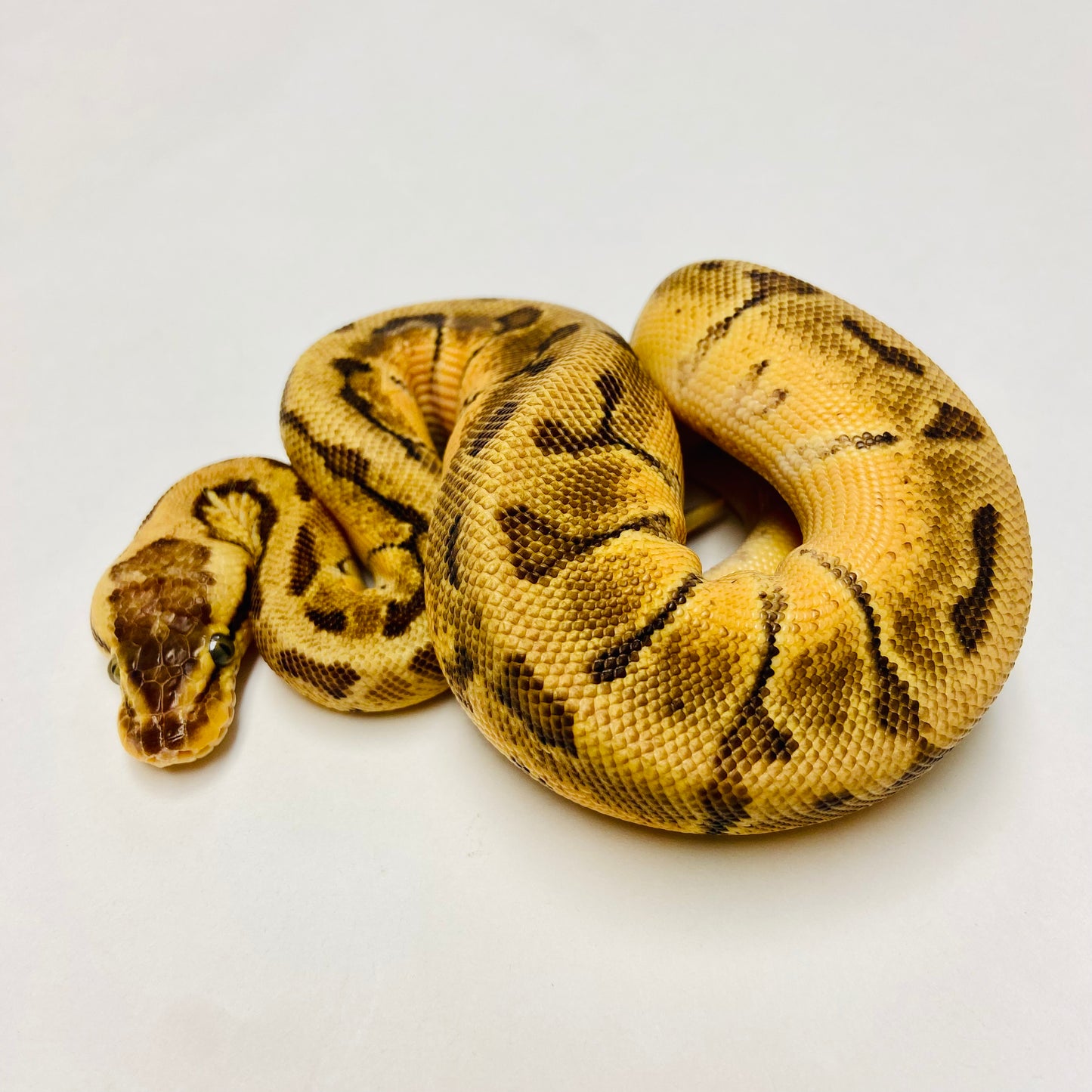 Enchi Lemonblast Ball Python- Male #2023M02