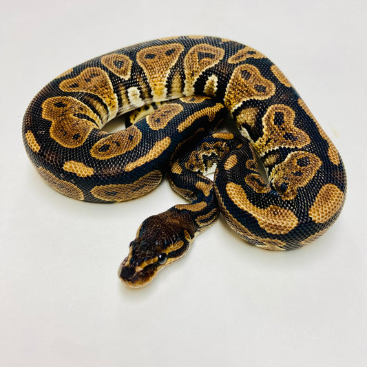 Mahogany Ball Python- Male #2023M06