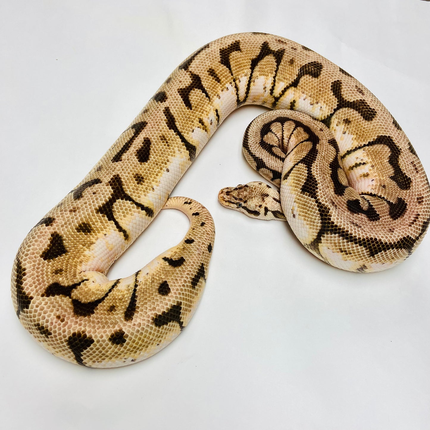 Adult Bumblebee Ball Python- Female