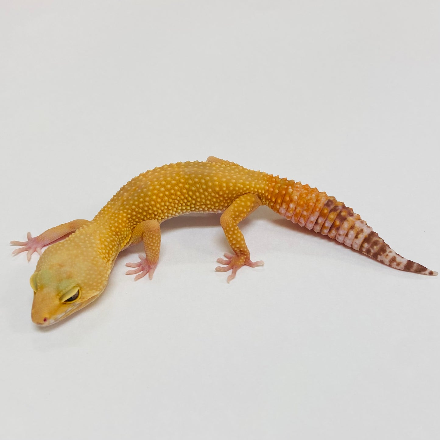 Raptor Leopard Gecko- Female #C-C7-70822-1