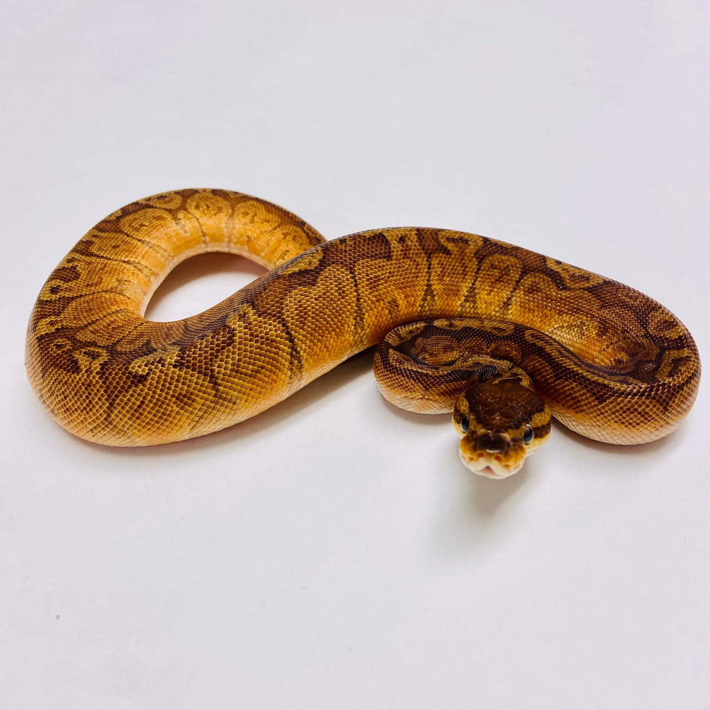 Sunset Ball Python - Female #2023F03