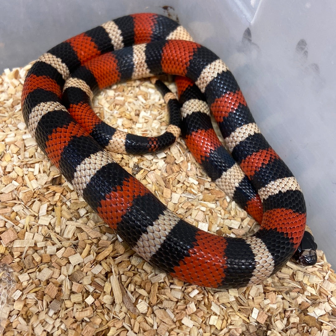 Apricot Pueblan Milksnake-2022 Female F01