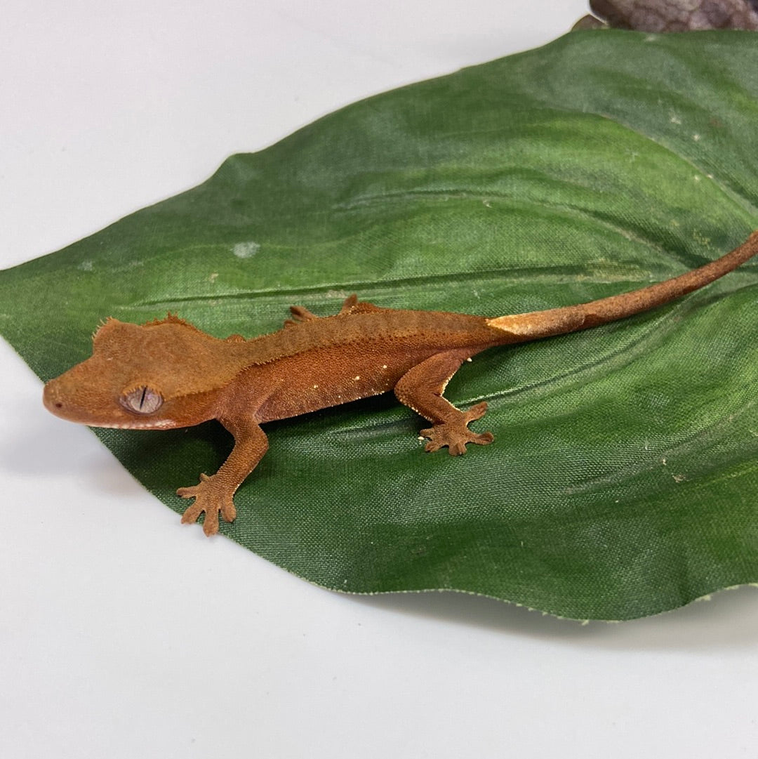 Red Phantom w/ Tiny Portholes Crested Gecko #FD02