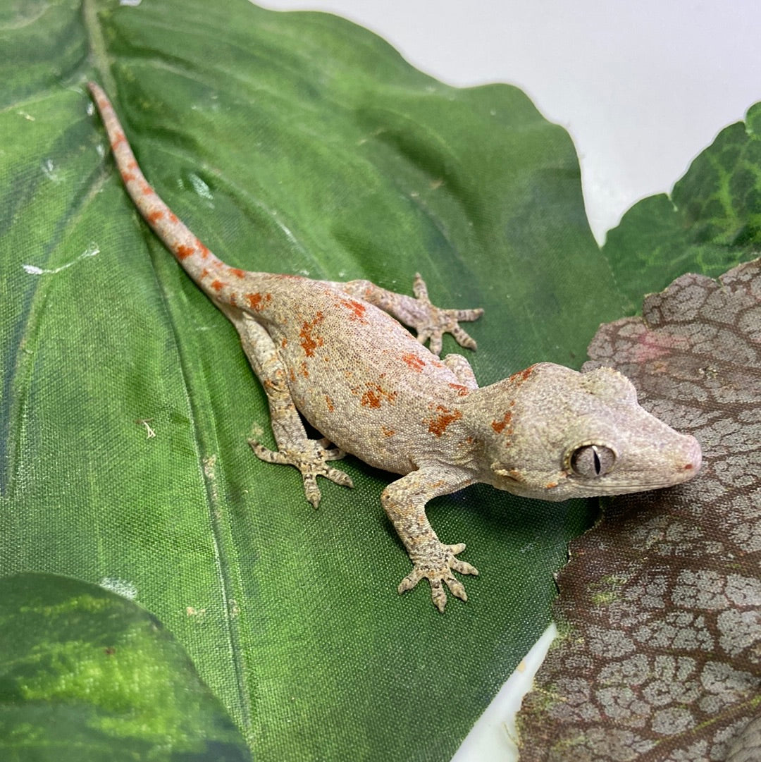 Red Blotched Reticulated Gargoyle Gecko Pos Female #AN235