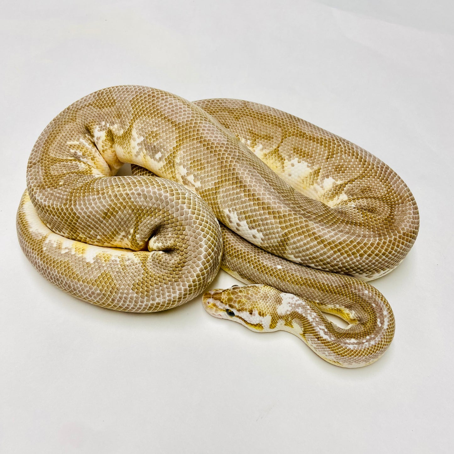 Adult Pewterbee Lesser Bongo Ball Python- Male