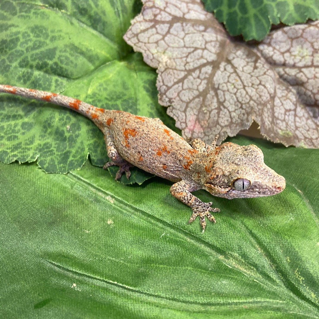 Orange Blotched Reticulated Gargoyle Gecko- Pos Male #AN232