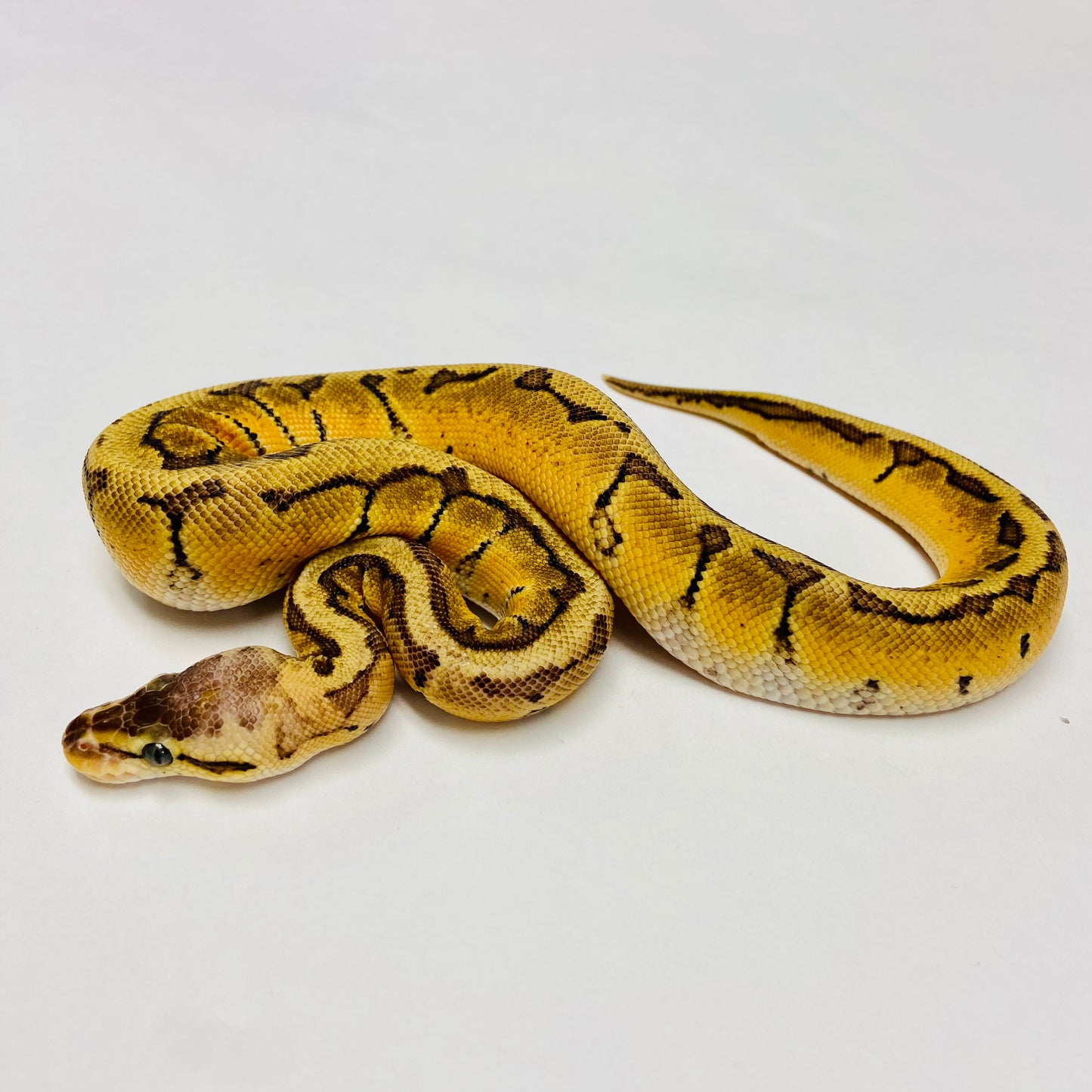 Enchi Lemonblast Ball Python- Male #2023M01