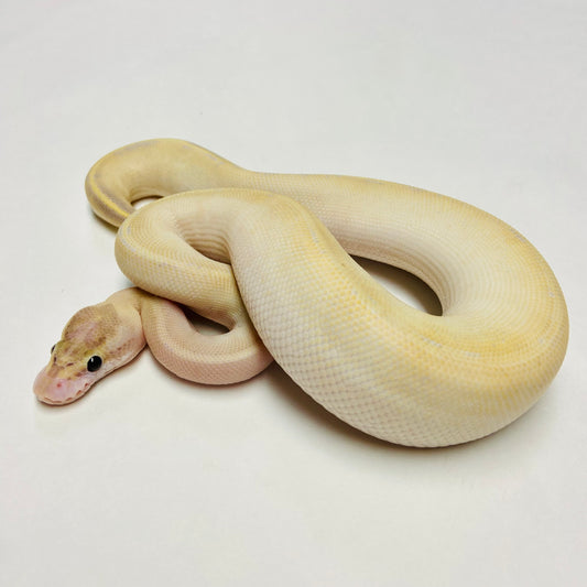 Ivory Ball Python- Male #2023M03