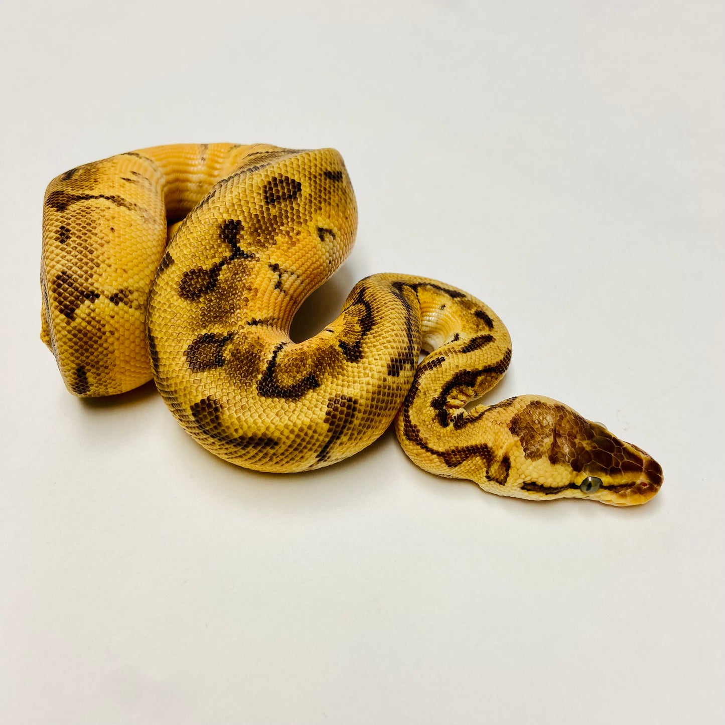 Enchi Lemonblast Ball Python- Male #2023M02