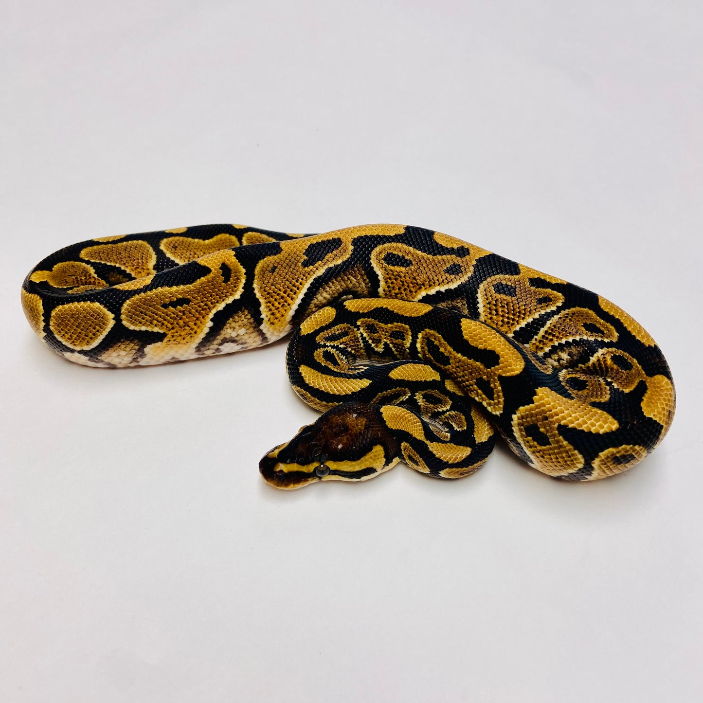 Yellowbelly Dbl Het Albino Clown Ball Python- Male #2023M01