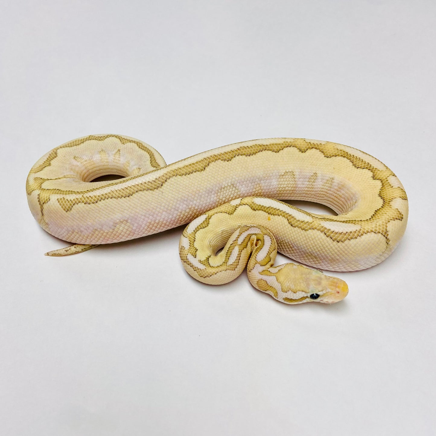 Super Pastel Bamboo Vanilla Ball Python- Male #2023M01