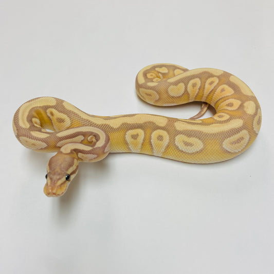 Banana Mojave Ball Python- Male #2023M01