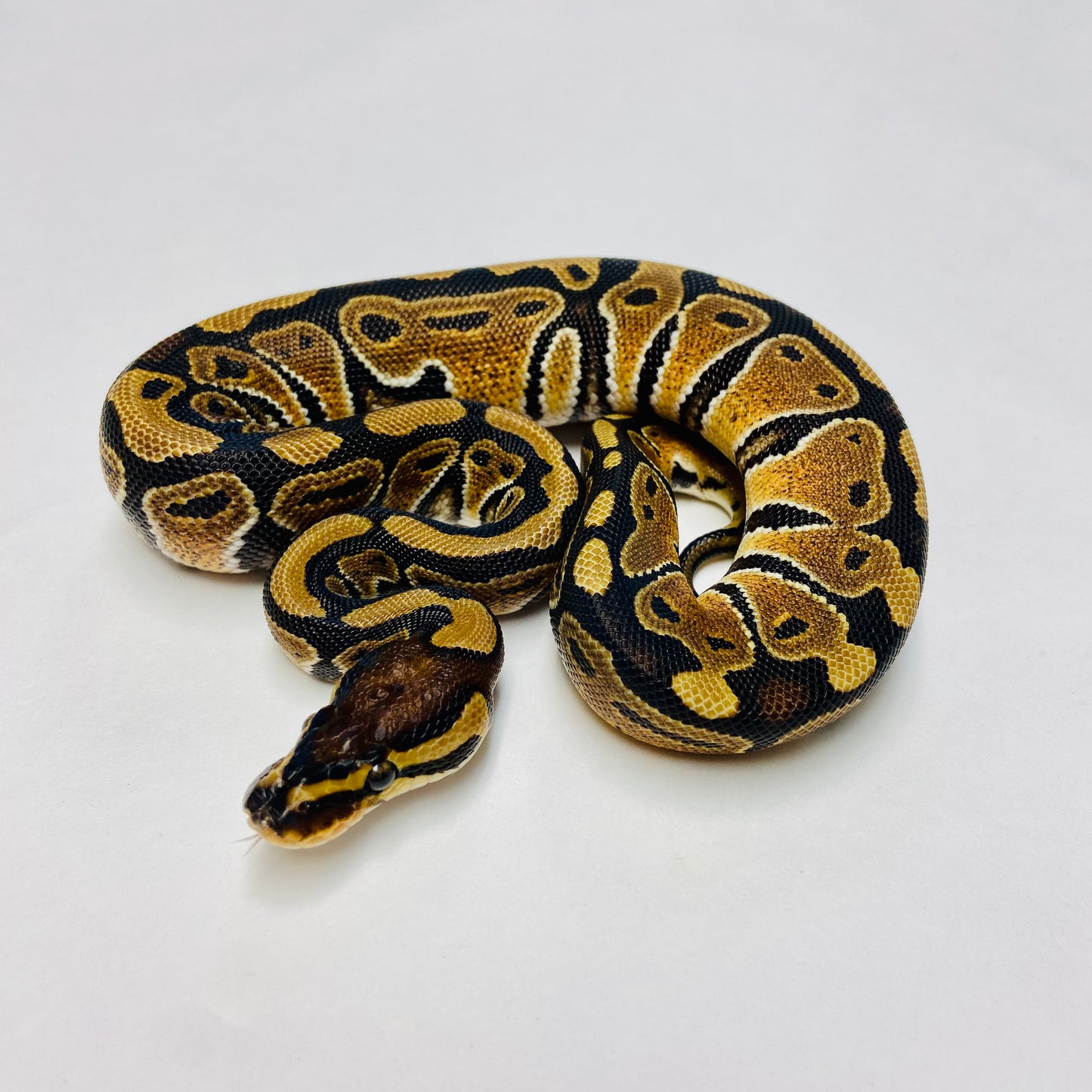 Dbl Het Albino Clown Ball Python- Female #2023F02