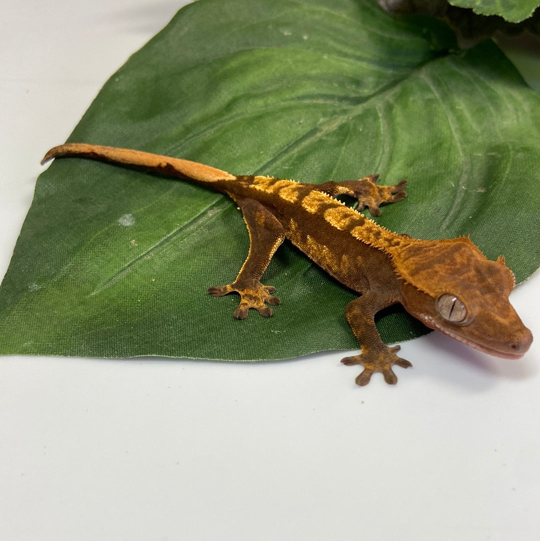 Harlequin Crested Gecko #CGG205