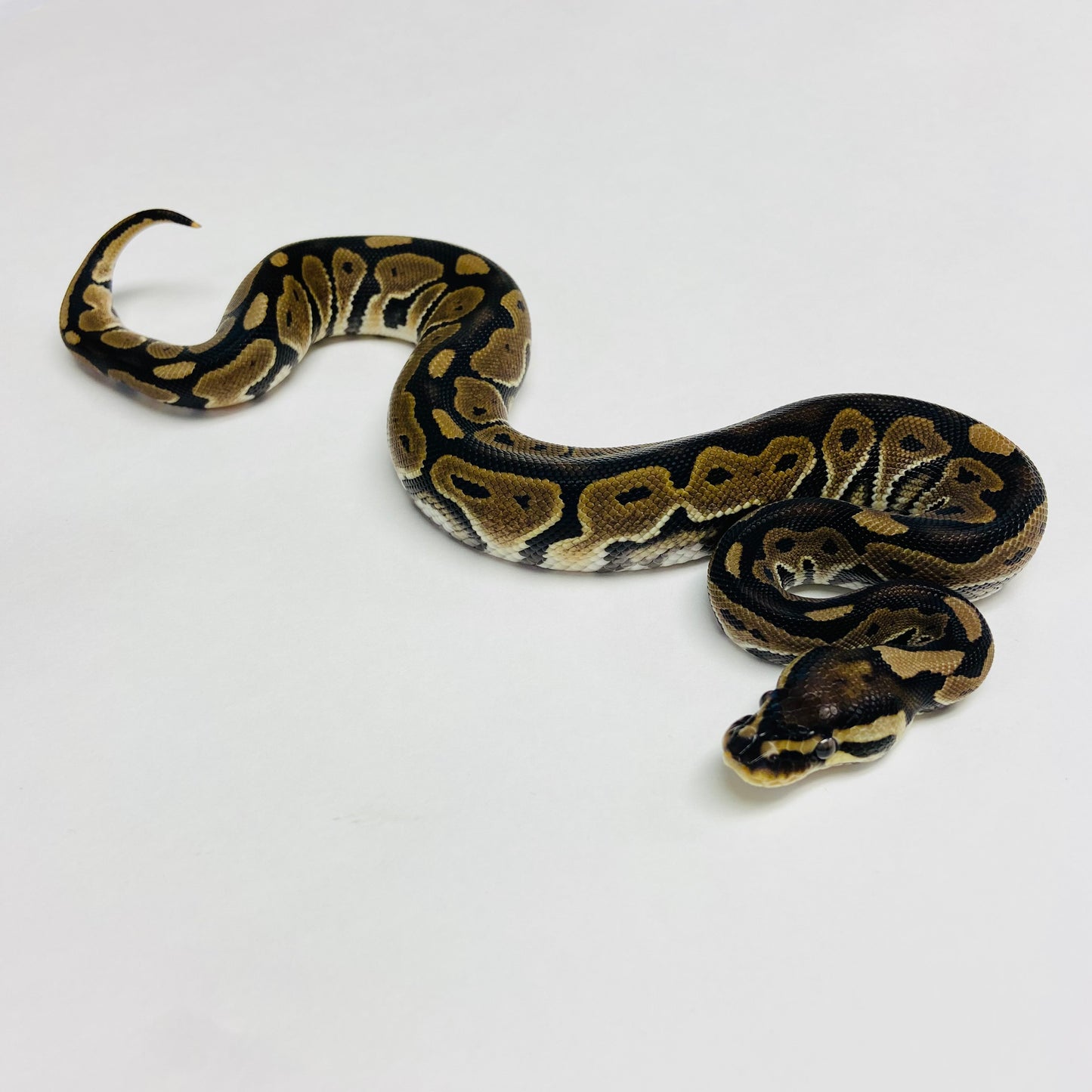 Lori Ball Python- Female #2023F01