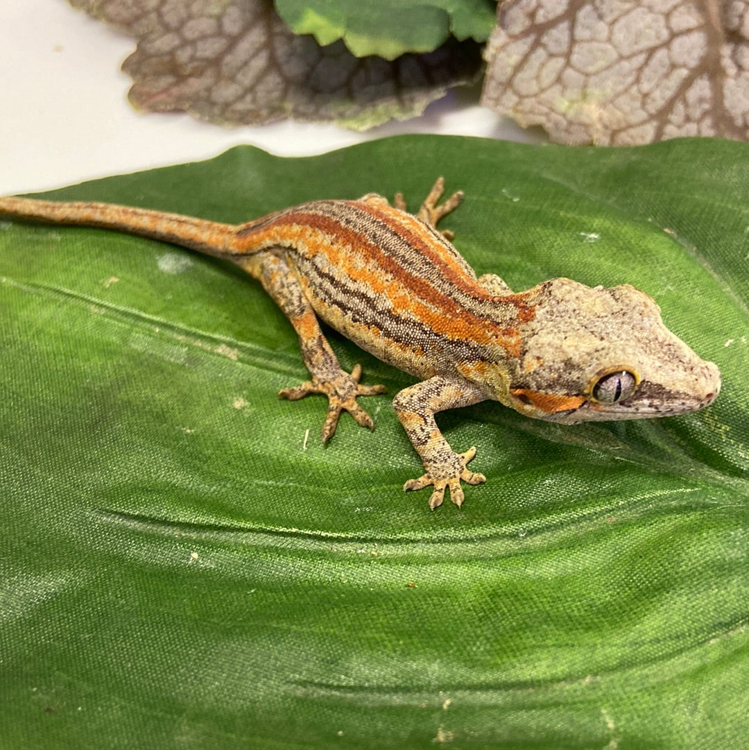 Red/Orange Stripe Gargoyle Gecko 2023 Male JP01