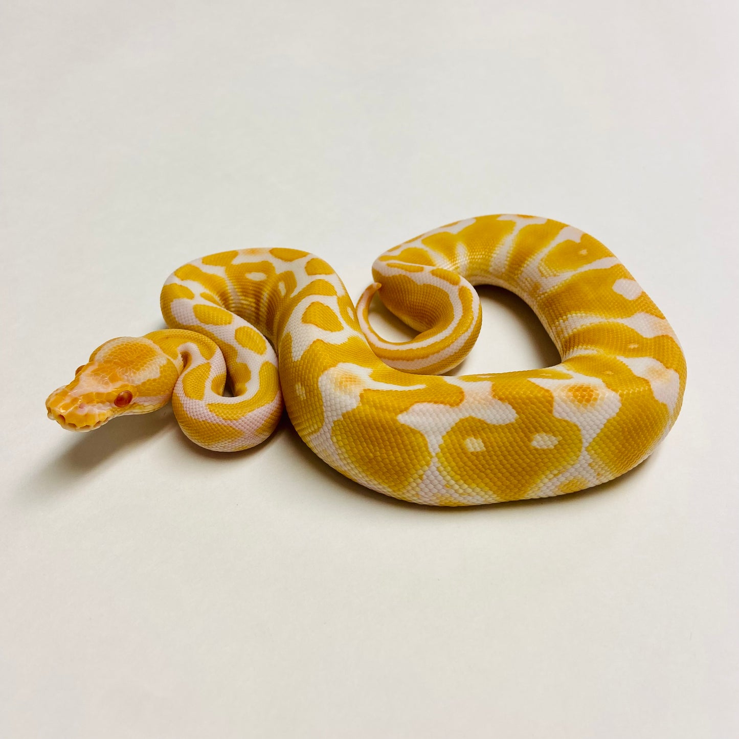 Albino Het Clown Ball Python- Female #2023F01