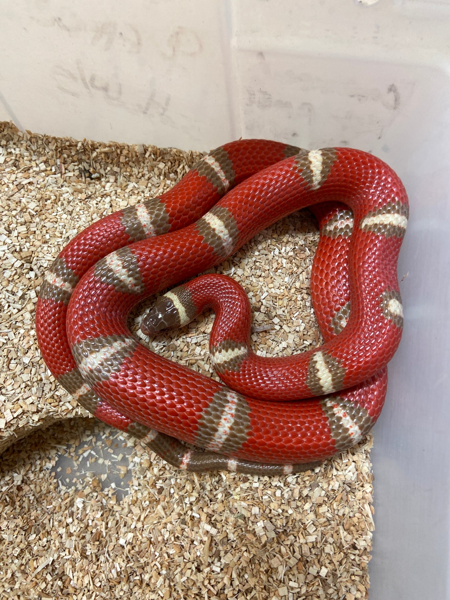 T Positive Albino Nelsons Milk Snake 2022 Male