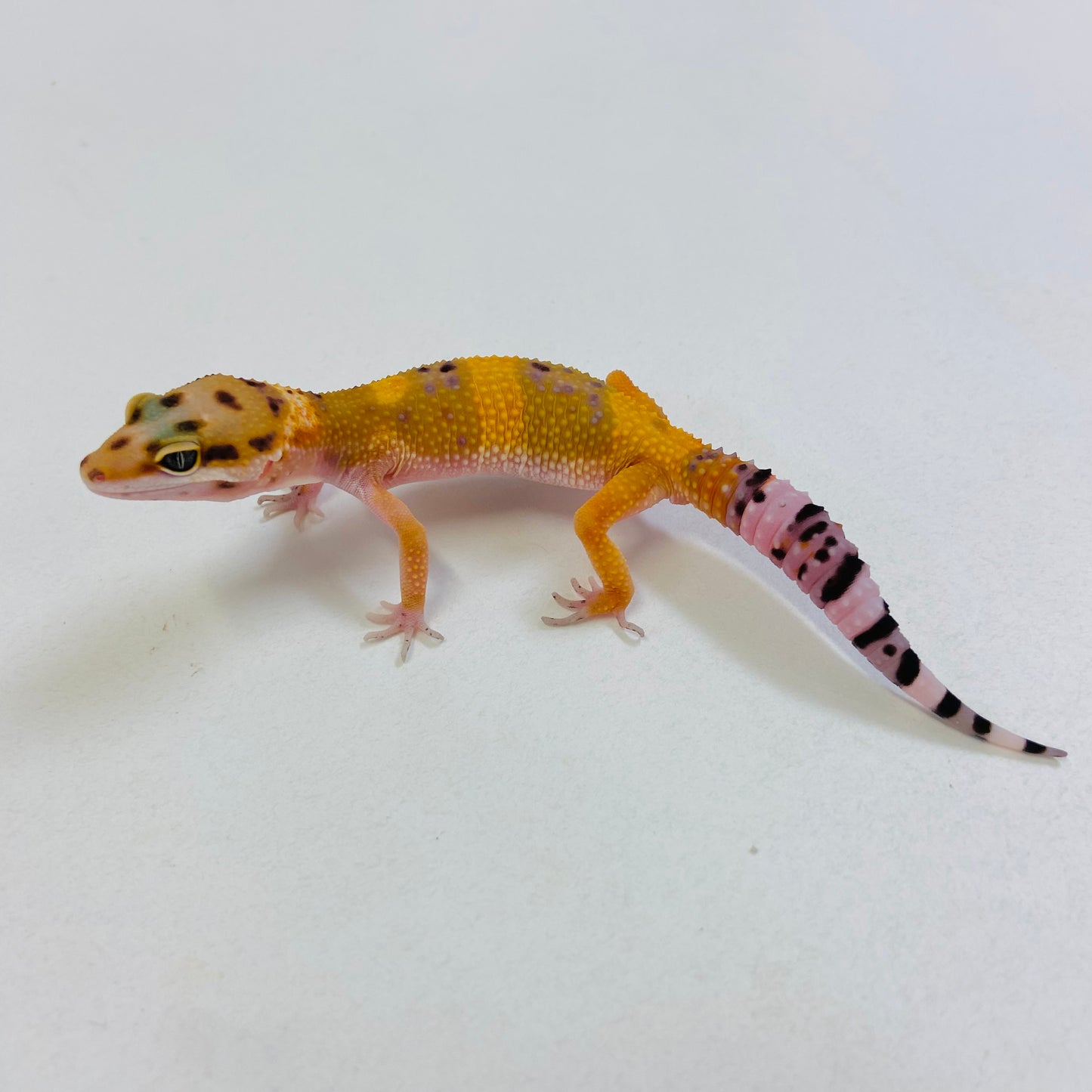 Tangerine Leopard Gecko Male #B-B2-52423-1