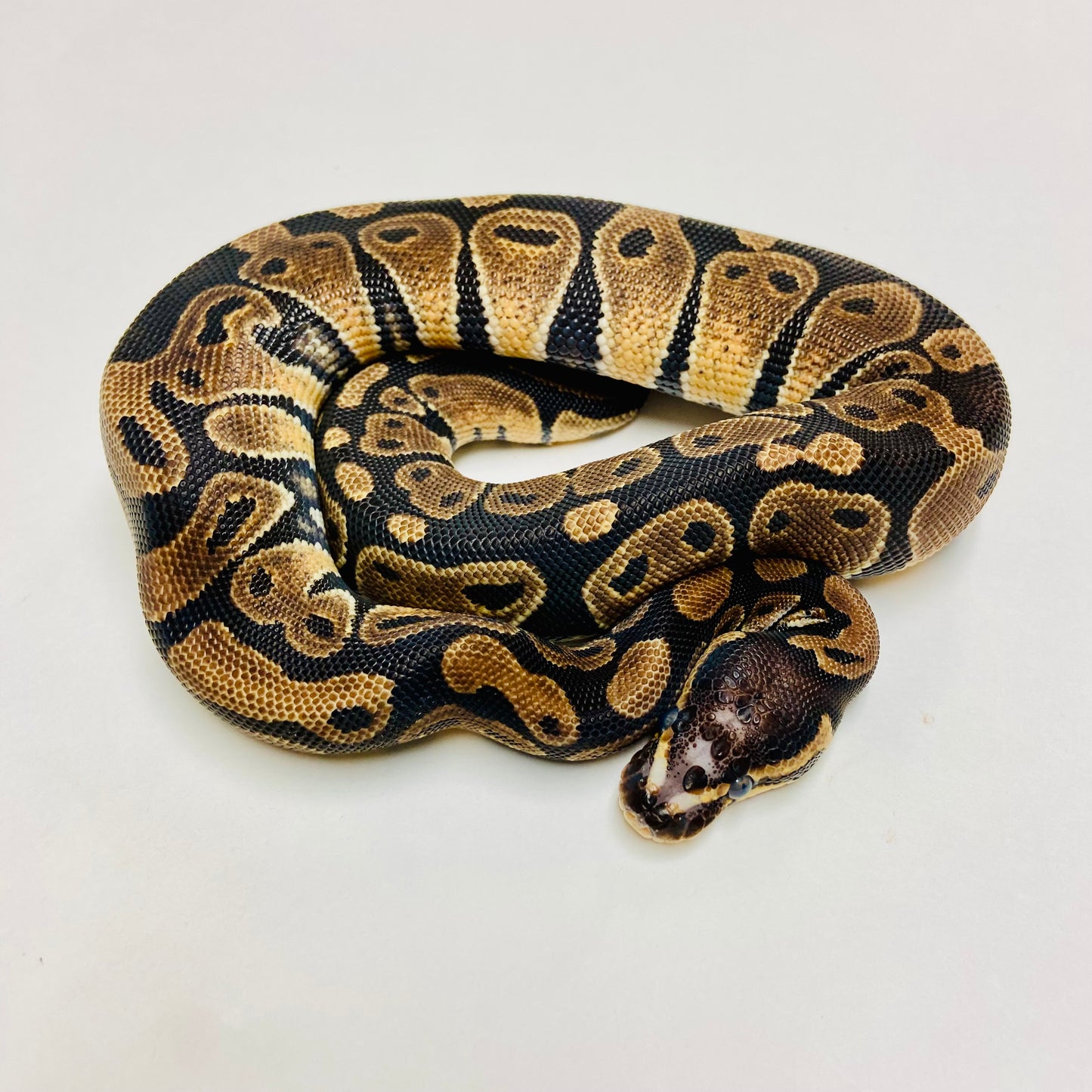 Scaleless Head Ball Python- Female #2023F03