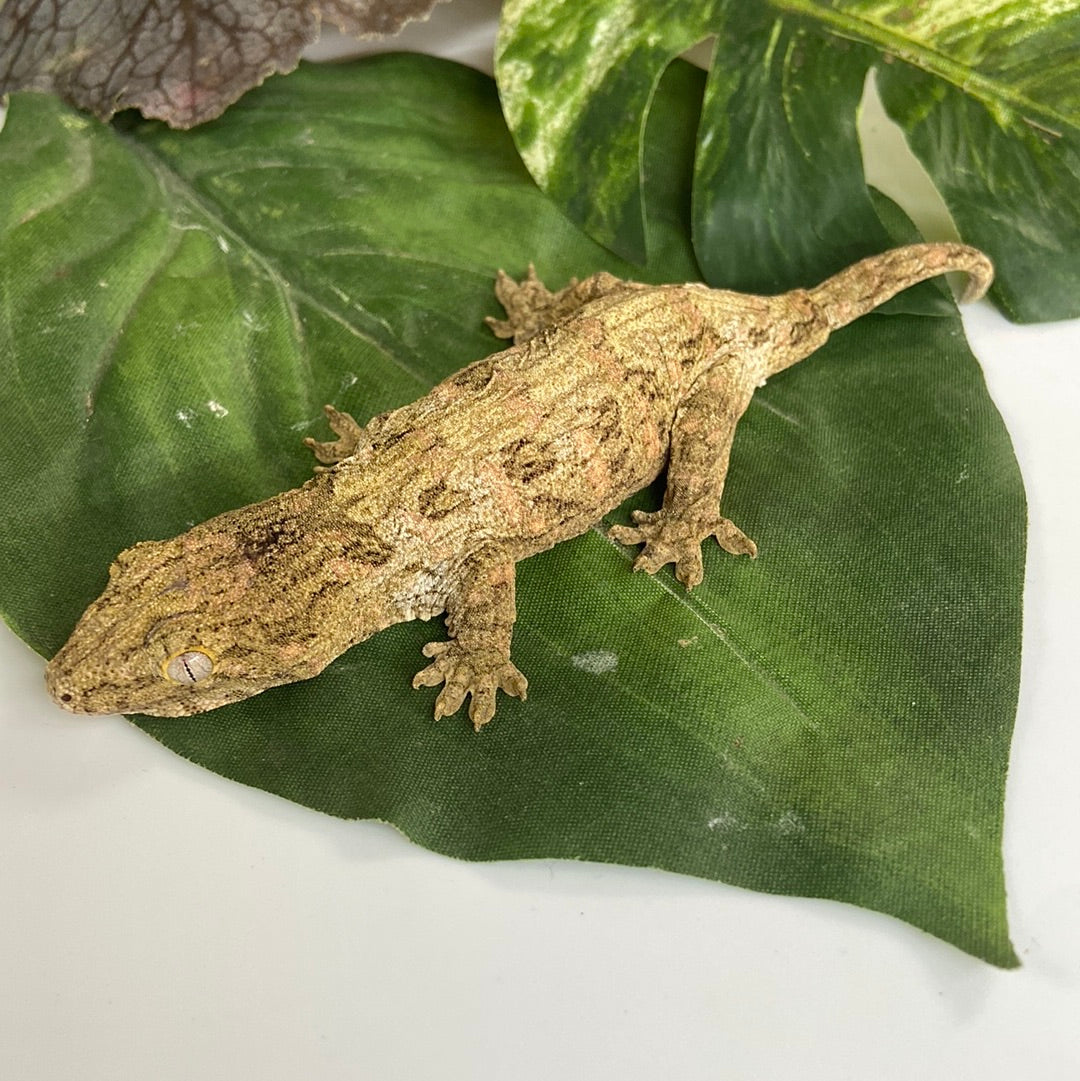 Pine Isle x Nuu Ami / Brosse Leachianus Gecko- Unsexed #FS5-111323