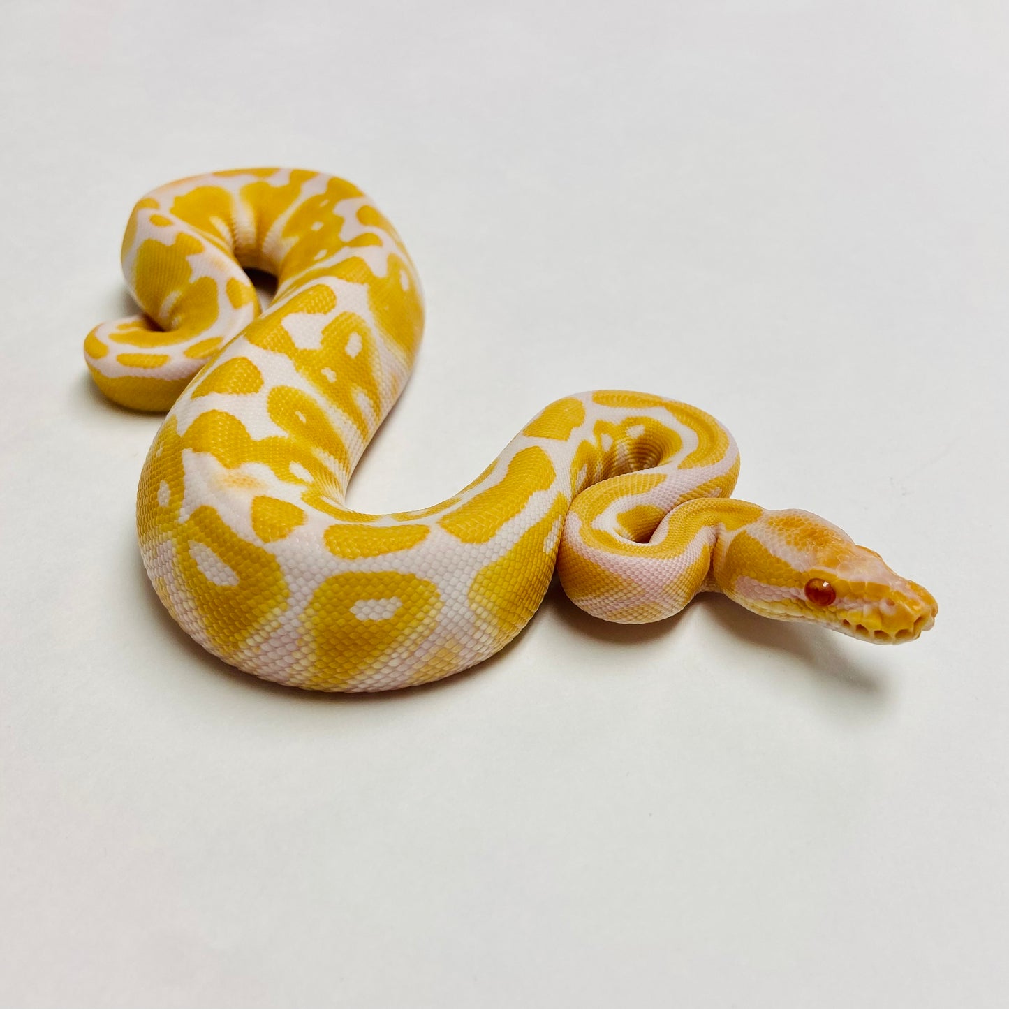 Albino Het Clown Ball Python- Female #2023F02