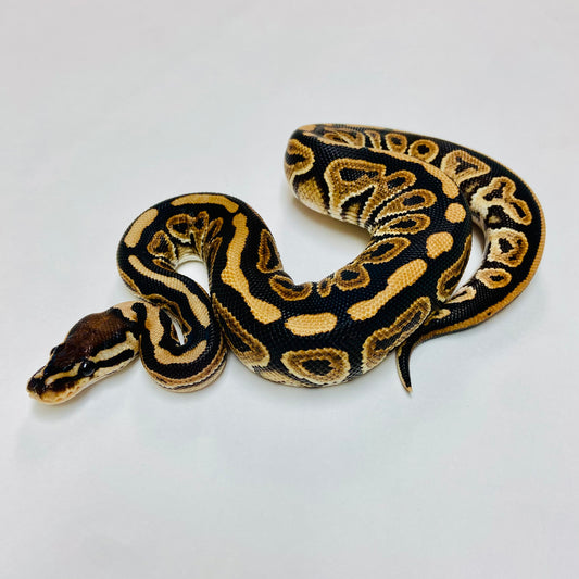 Black Pastel Ball Python- Male #2023M03