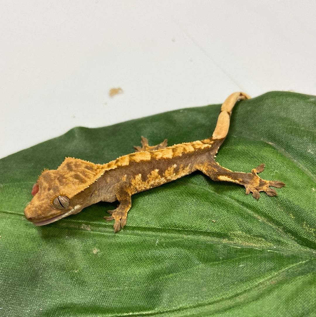 Tri Color Harlequin Crested Gecko #CGG210