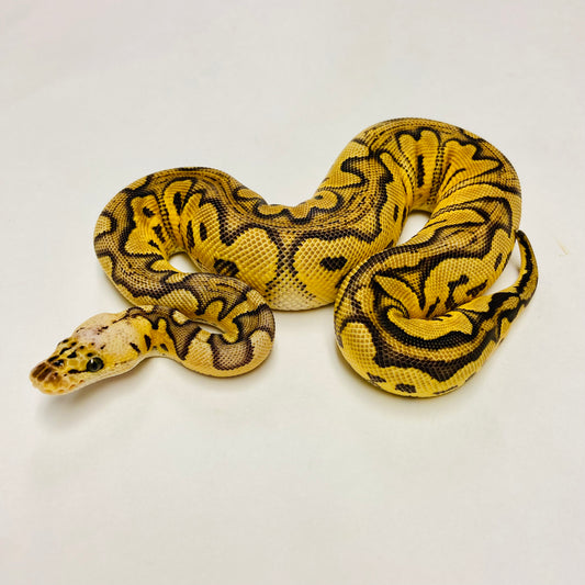 Pastel Leopard Clown Ball Python- Female #2023F01