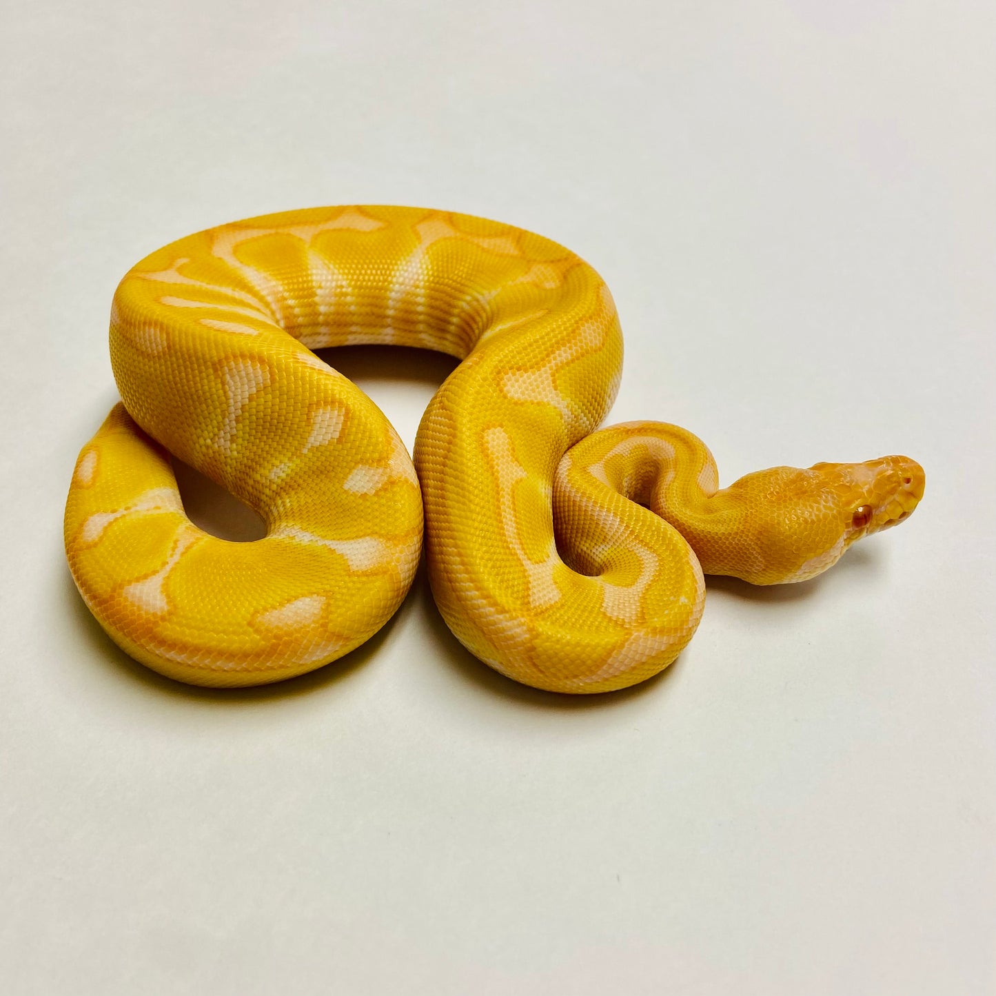 Albino Enchi Het Clown Ball Python- Male #2023M02